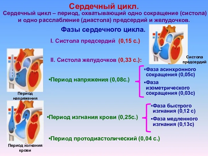 Сердечный цикл. Сердечный цикл – период, охватывающий одно сокращение (систола)