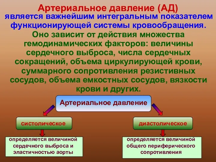 Артериальное давление (АД) является важнейшим интегральным показателем функционирующей системы кровообращения.