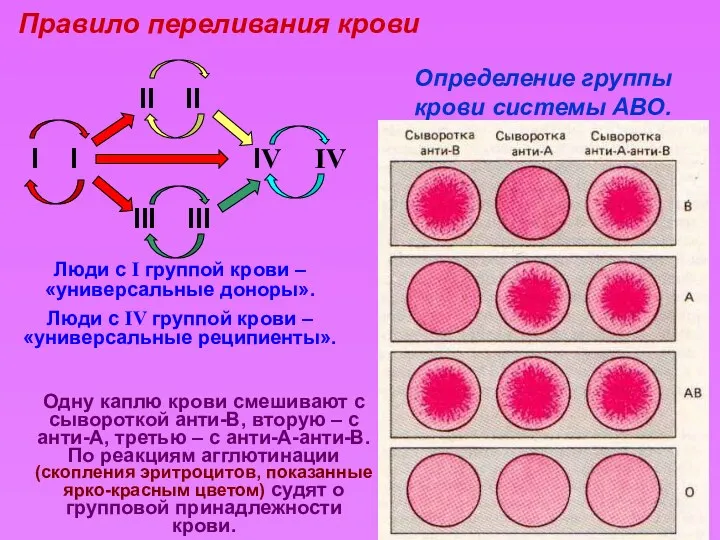 Правило переливания крови Определение группы крови системы АВО. Люди с