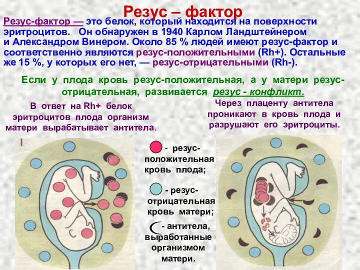 Резус – фактор Резус-фактор — это белок, который находится на