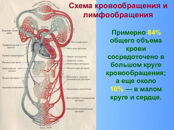 Примерно 84% общего объема крови сосредоточено в большом круге кровообращения;