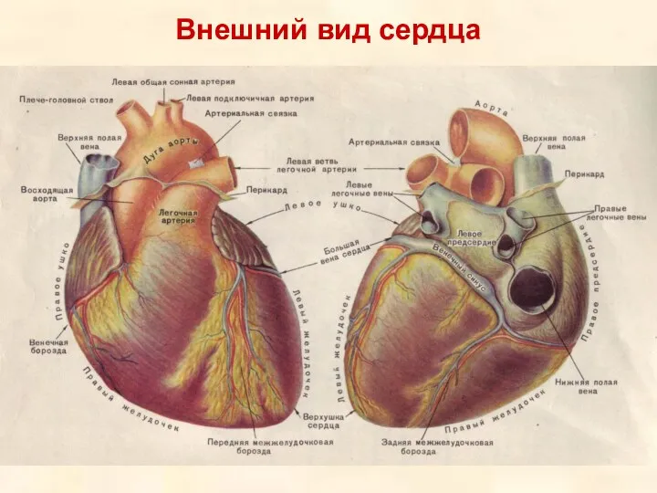 Внешний вид сердца