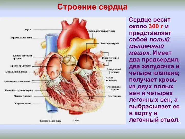 Строение сердца Сердце весит около 300 г и представляет собой