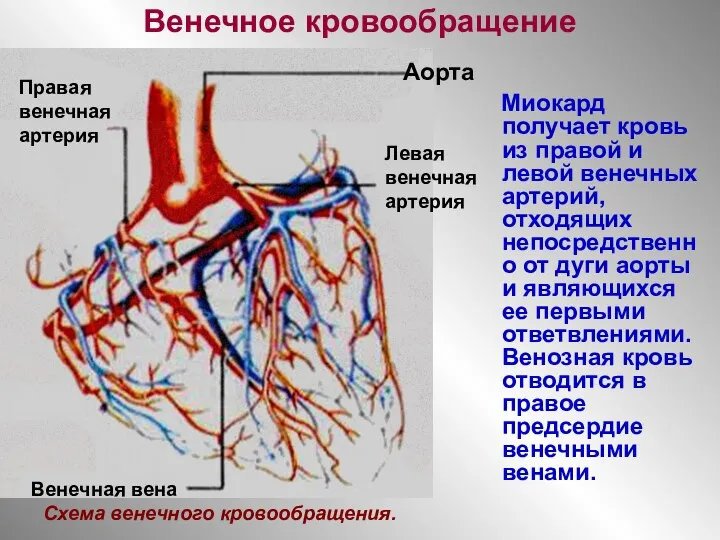 Венечное кровообращение Миокард получает кровь из правой и левой венечных