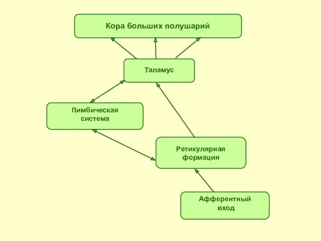 Кора больших полушарий Таламус Лимбическая система Ретикулярная формация Афферентный вход