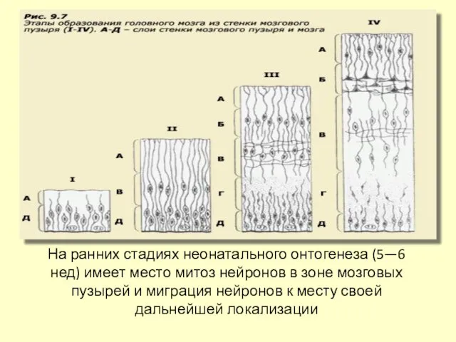 На ранних стадиях неонатального онтогенеза (5—6 нед) имеет место митоз