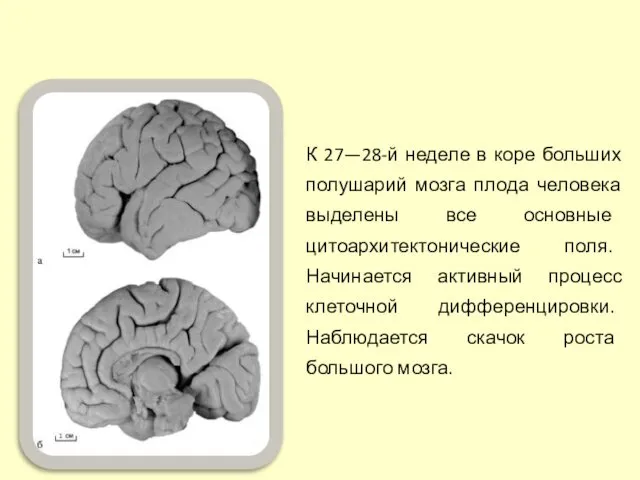 К 27—28-й неделе в коре больших полушарий мозга плода человека