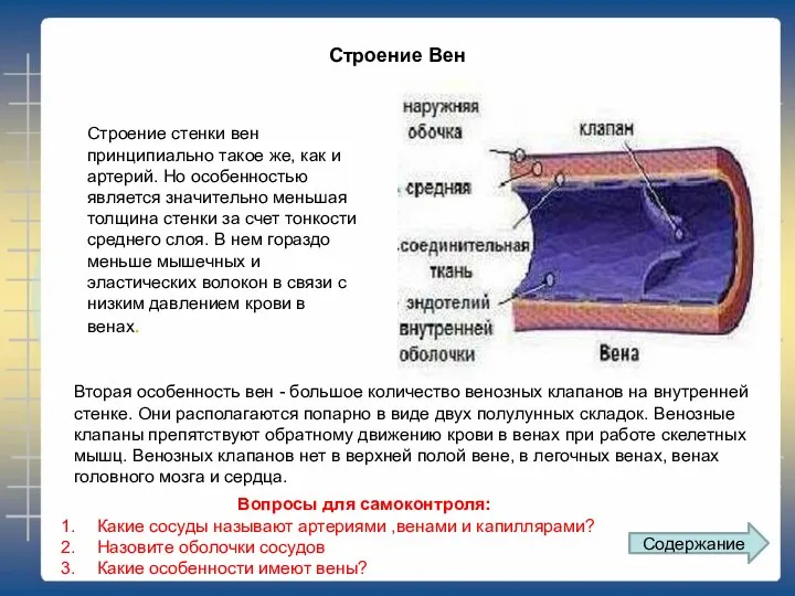 Строение стенки вен принципиально такое же, как и артерий. Но