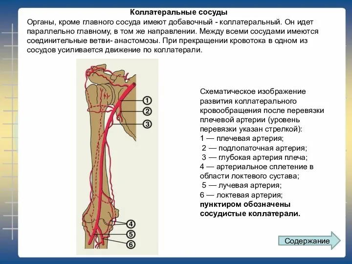 Коллатеральные сосуды Органы, кроме главного сосуда имеют добавочный - коллатеральный.