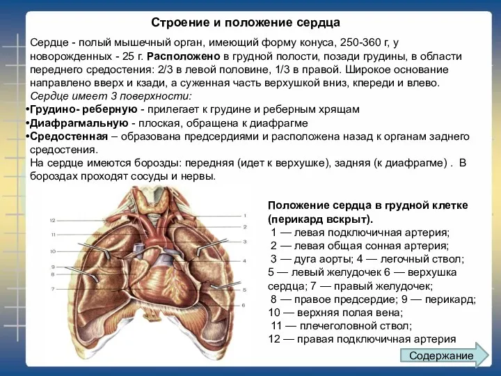 Сердце - полый мышечный орган, имеющий форму конуса, 250-360 г,
