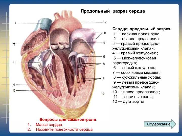 Сердце; продольный разрез. 1 — верхняя полая вена; 2 —