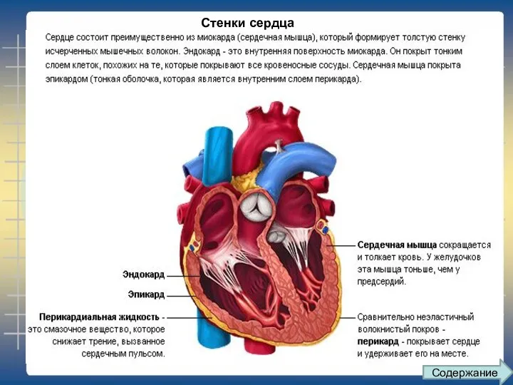 Стенки сердца Содержание