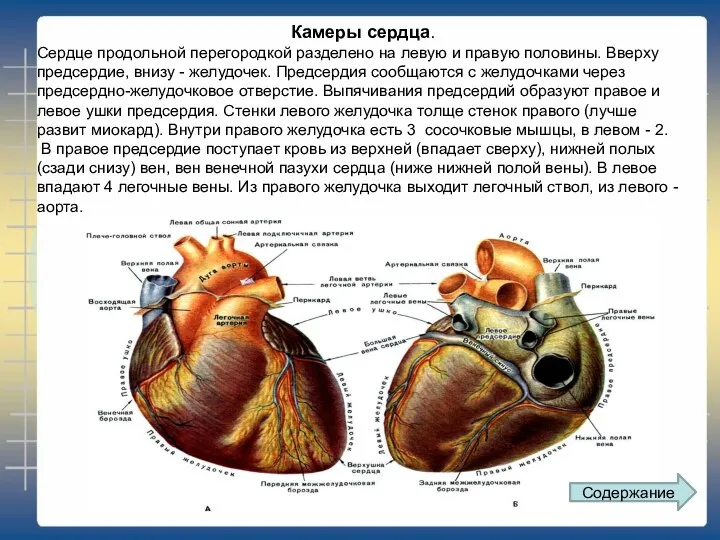 Камеры сердца. Сердце продольной перегородкой разделено на левую и правую