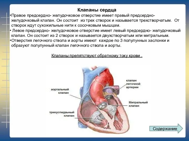 Клапаны сердца Правое предсердно- желудочковое отверстие имеет правый предсердно- желудочковый