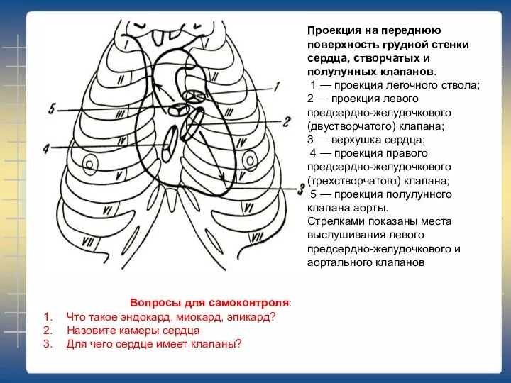 Проекция на переднюю поверхность грудной стенки сердца, створчатых и полулунных