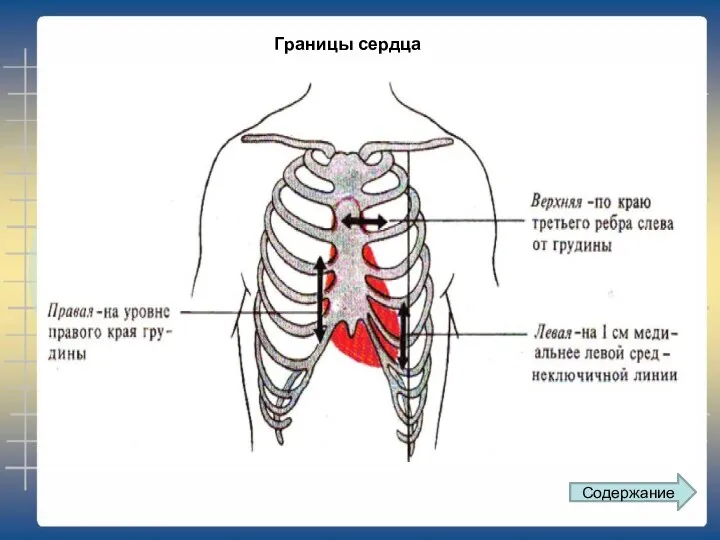 Содержание Границы сердца