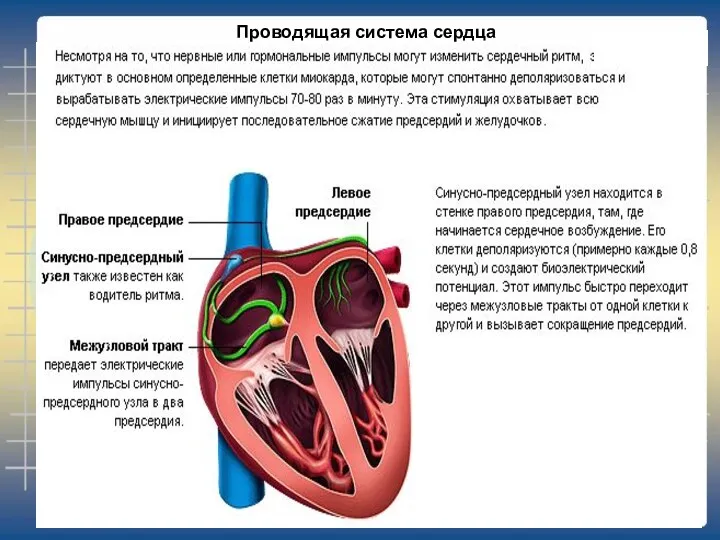 Проводящая система сердца