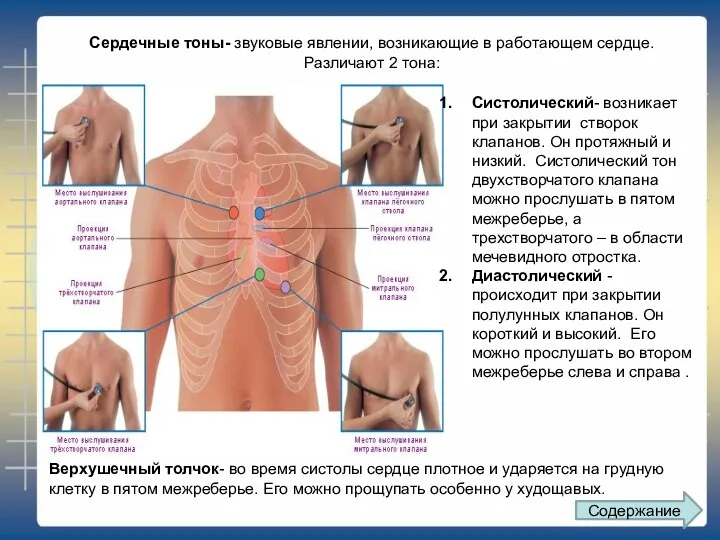 Сердечные тоны- звуковые явлении, возникающие в работающем сердце. Различают 2