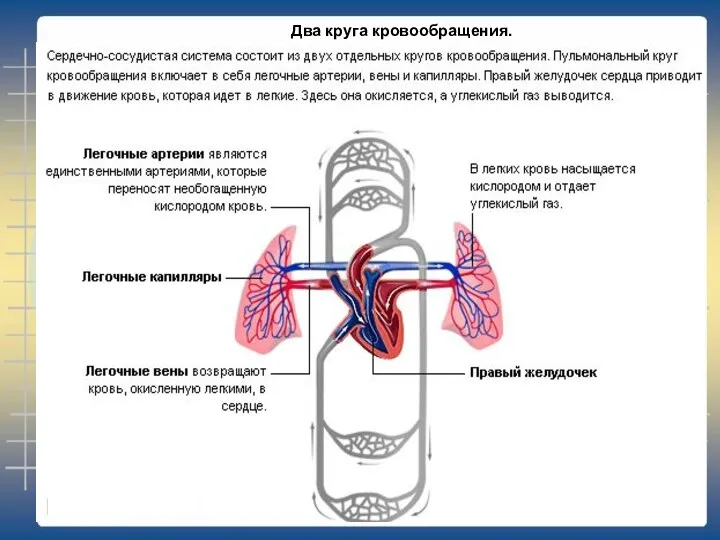 Два круга кровообращения.