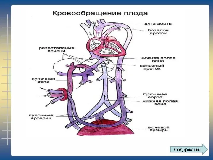 Содержание