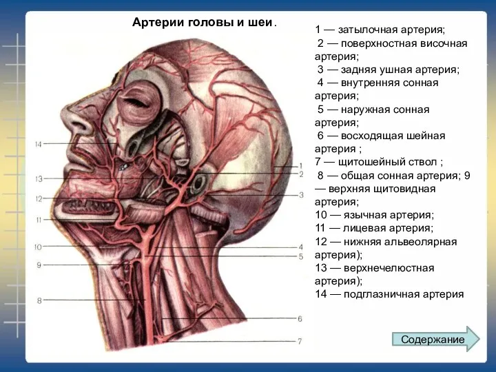 1 — затылочная артерия; 2 — поверхностная височная артерия; 3