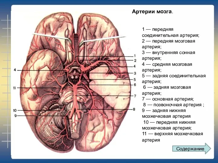 1 — передняя соединительная артерия; 2 — передняя мозговая артерия;