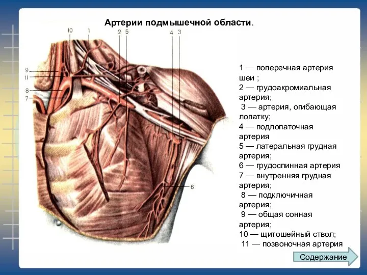 1 — поперечная артерия шеи ; 2 — грудоакромиальная артерия;