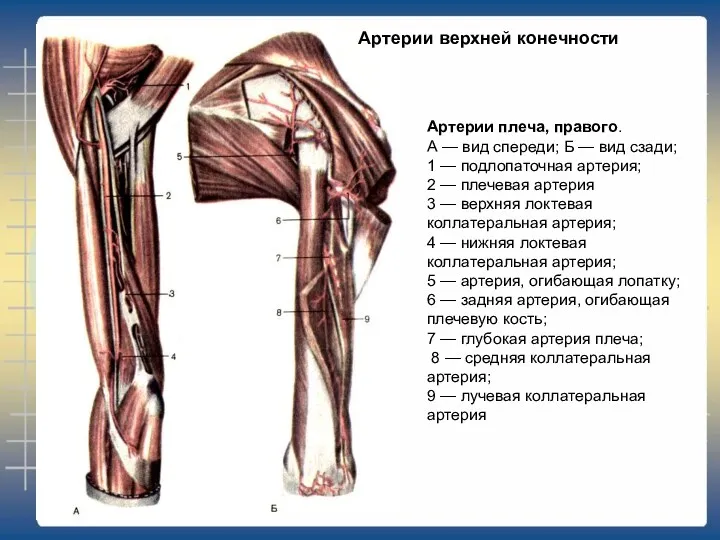 Артерии плеча, правого. А — вид спереди; Б — вид