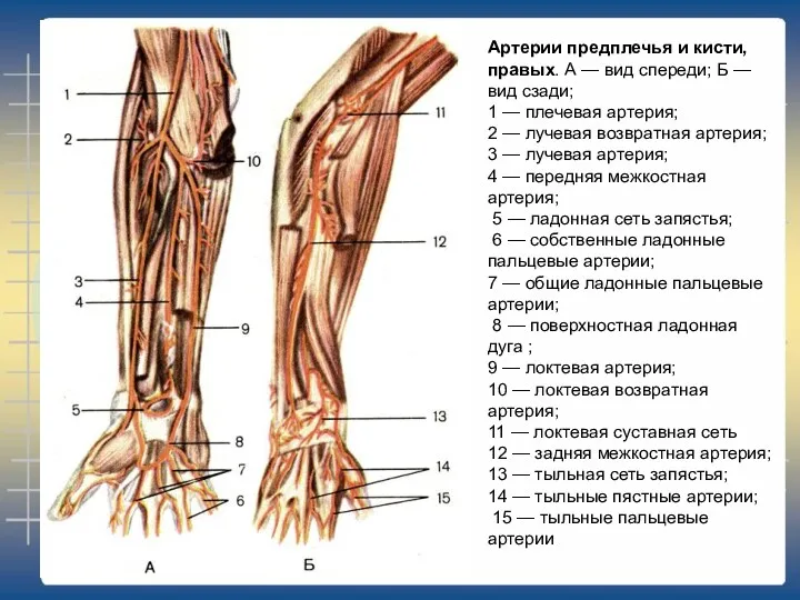 Артерии предплечья и кисти, правых. А — вид спереди; Б