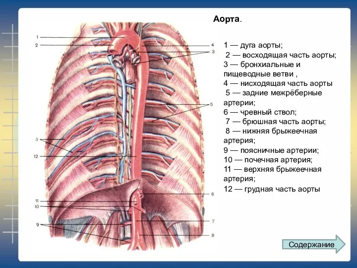 1 — дуга аорты; 2 — восходящая часть аорты; 3