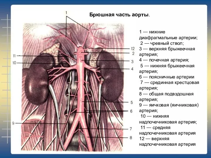 1 — нижние диафрагмальные артерии; 2 — чревный ствол; 3