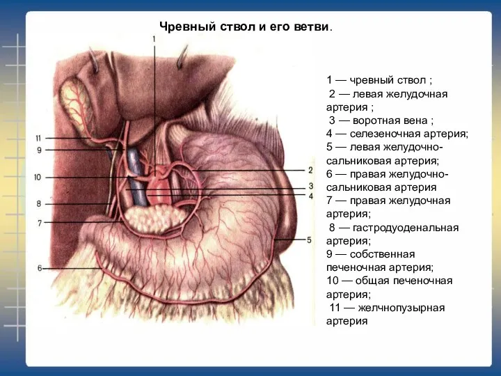1 — чревный ствол ; 2 — левая желудочная артерия