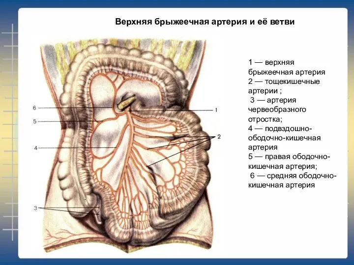 1 — верхняя брыжеечная артерия 2 — тощекишечные артерии ;