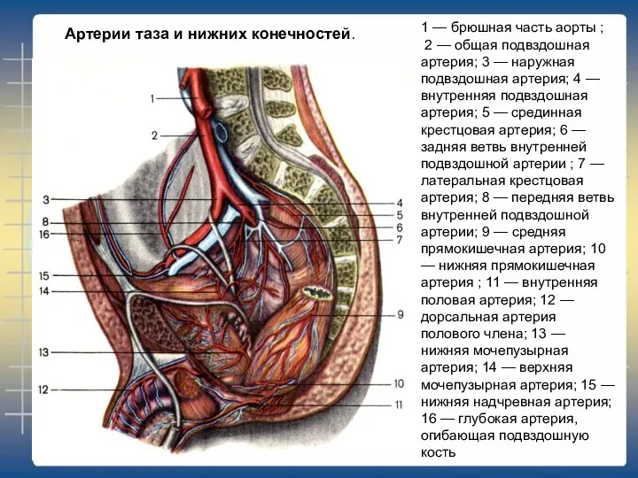 1 — брюшная часть аорты ; 2 — общая подвздошная