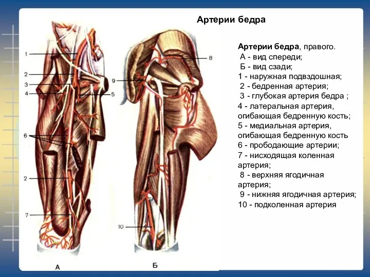 Артерии бедра, правого. А - вид спереди; Б - вид