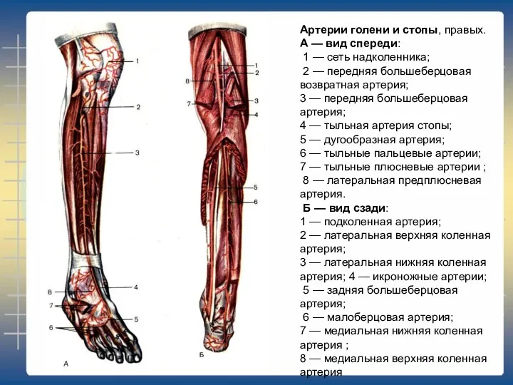 Артерии голени и стопы, правых. А — вид спереди: 1