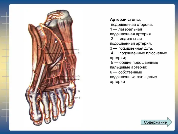 Артерии стопы, подошвенная сторона. 1 — латеральная подошвенная артерия 2