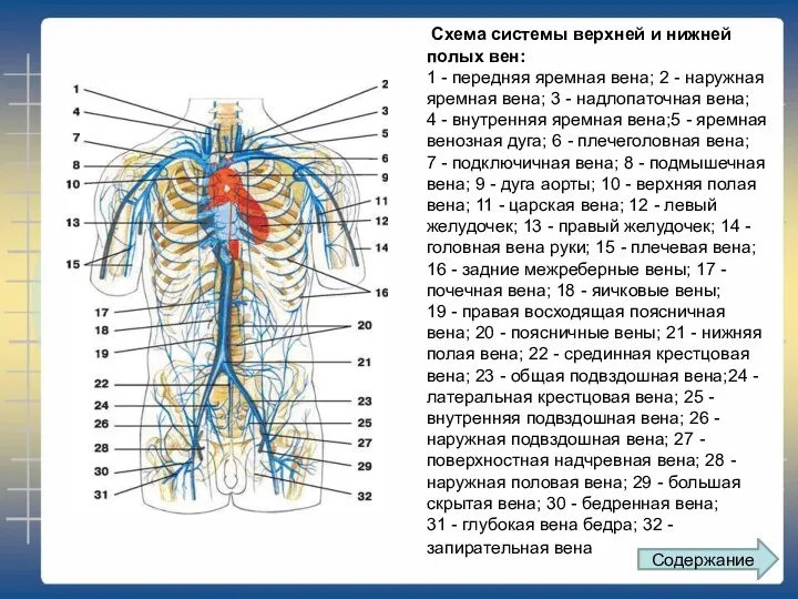 Схема системы верхней и нижней полых вен: 1 - передняя