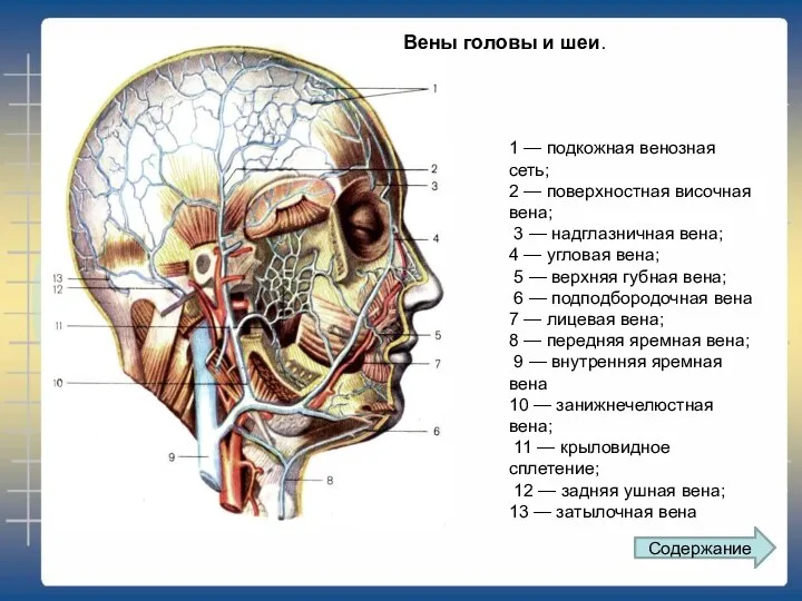 1 — подкожная венозная сеть; 2 — поверхностная височная вена;