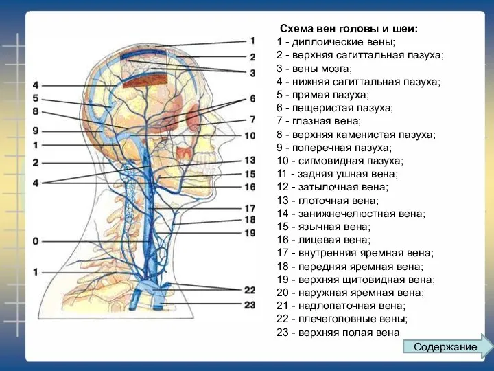 Схема вен головы и шеи: 1 - диплоические вены; 2