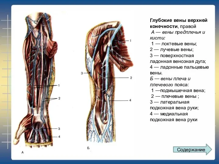 Глубокие вены верхней конечности, правой А — вены предплечья и