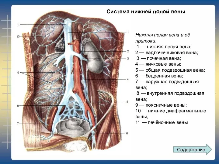 Нижняя полая вена и её притоки. 1 — нижняя полая