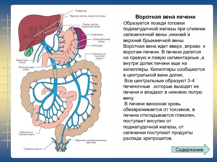 Воротная вена печени Образуется позади головки поджелудочной железы при слиянии