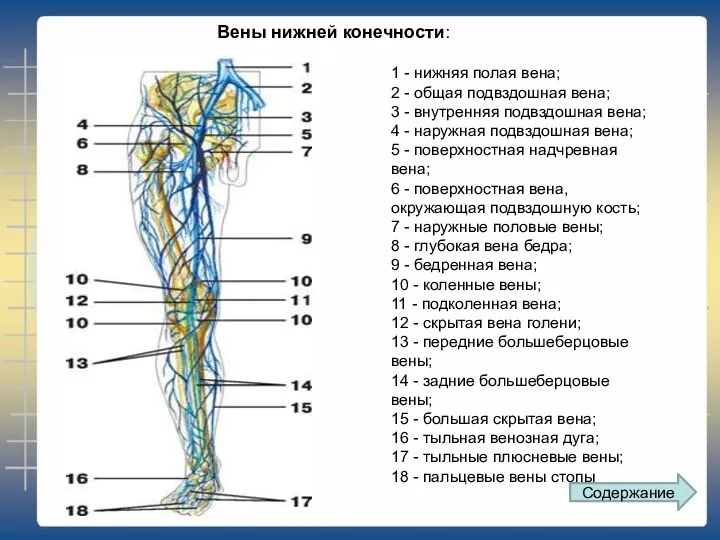 1 - нижняя полая вена; 2 - общая подвздошная вена;