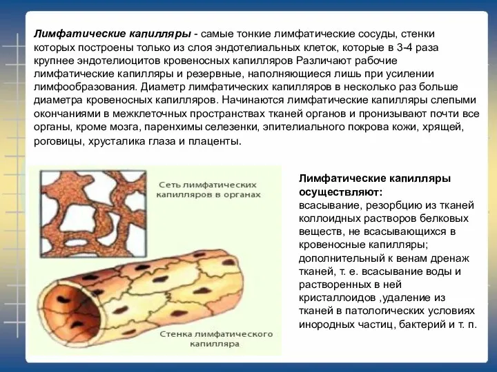 Лимфатические капилляры осуществляют: всасывание, резорбцию из тканей коллоидных растворов белковых