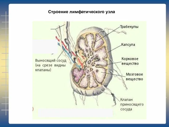 Строение лимфатического узла