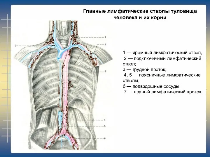 1 — яремный лимфатический ствол; 2 — подключичный лимфатический ствол;