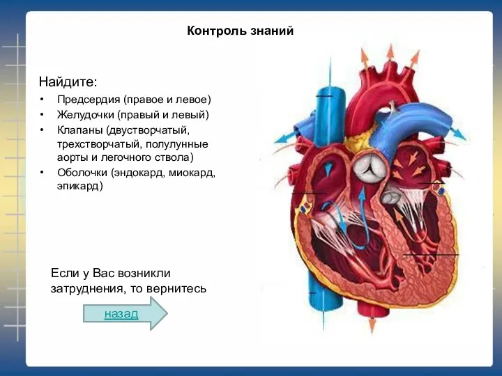 Найдите: Предсердия (правое и левое) Желудочки (правый и левый) Клапаны