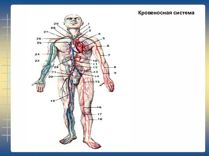 Кровеносная система