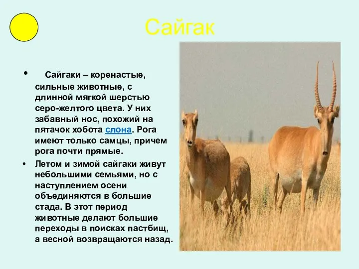 Сайгак Сайгаки – коренастые, сильные животные, с длинной мягкой шерстью